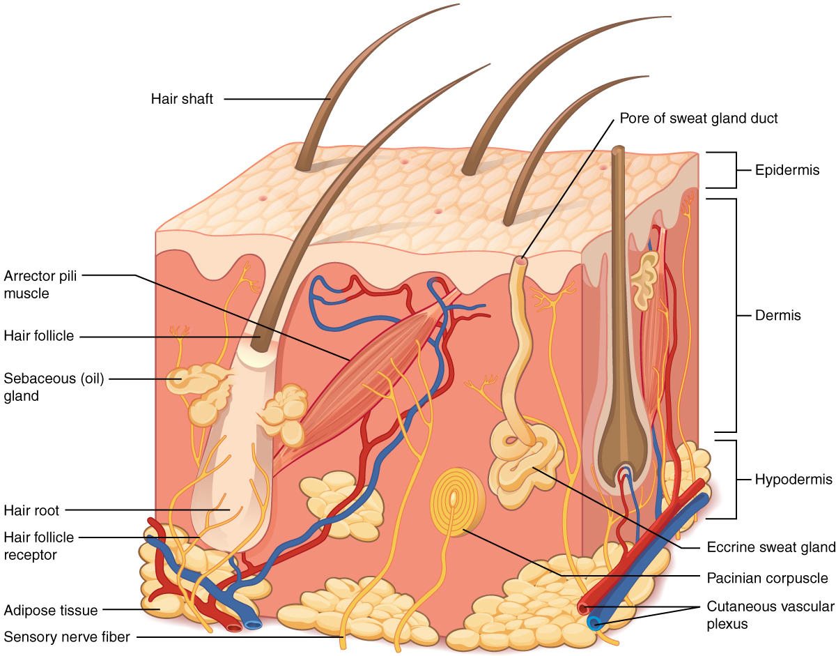 dry skin